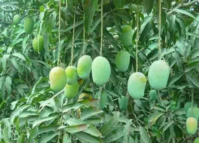 swad ka raja kesar aam : ‘स्वाद का राजा’ केसर आम बना ‘ग्लोबल प्रोडक्ट’ सात समंदर पार छाई मिठास और सुगंध