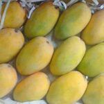 swad ka raja kesar aam