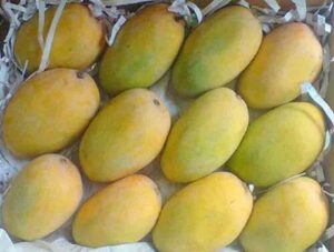 swad ka raja kesar aam