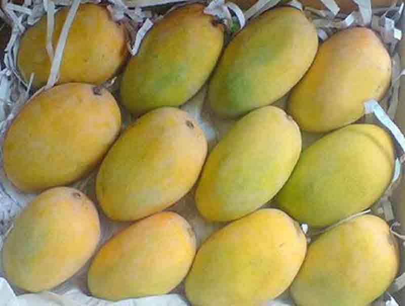 swad ka raja kesar aam